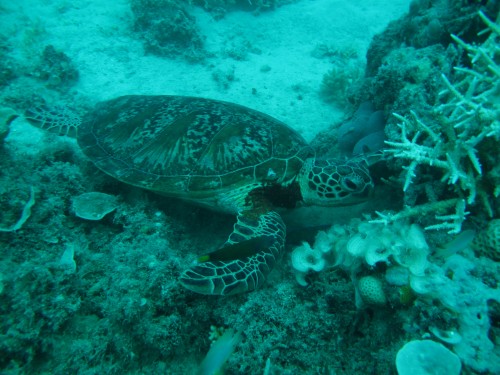 Reef turtle