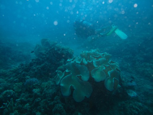 Diving the Great Barrier Reef (45)